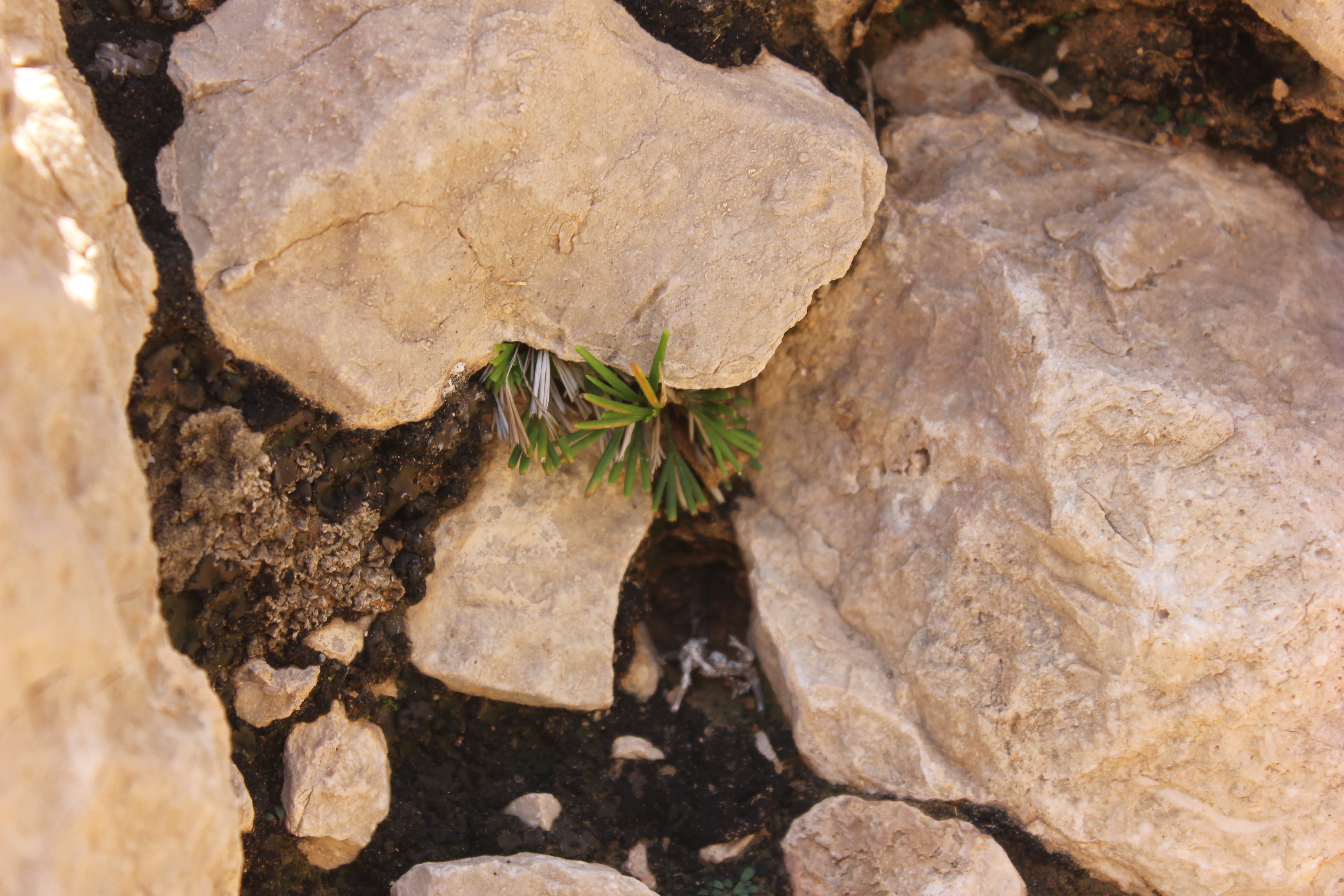 Plant Image